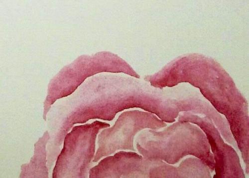 Rosa11