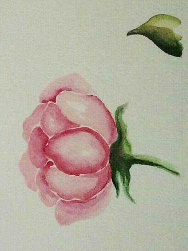 Rosa13